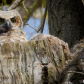 Baby Owl