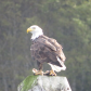 Eagle eating it’s catch