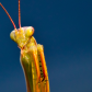 Mantis