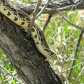 Bullsnake in a Tree