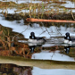 Reeds and Reflections