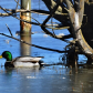 On Frozen Pond