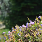 The Colours of Spring
