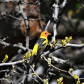 Sweet Song of Spring