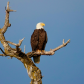 Bald Eagle Majestic Beauty