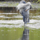 Preening Time