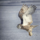 One last flight 