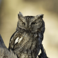 Eastern Screech Owl in Golden Hour