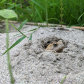 Toad in a Hole