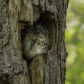 Eastern Screech Owl Being Harassed