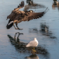 Canada Geese Envy