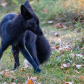 Hunting Silver Fox