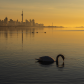 Swan Lake