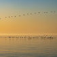 Golden Morning