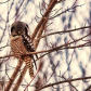Hawk or Owl....both 