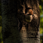 Common Goldeneye in nesting cavity