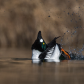 Common Goldeneye display