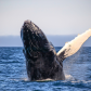 Whale Lop
