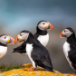 Puffin Gathering 
