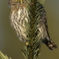 Peek-A-Boo Owl
