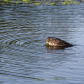 Making ripples