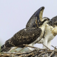 Osprey Siblings
