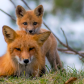Safe with Mom