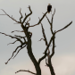 Eagle Tree