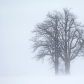 Whiteout
