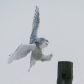 Landing Gear