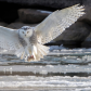 Snowy Landing