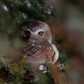 Are you Looking at Me?