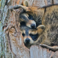 Cuddly Critters