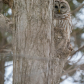 Peekaboo Barred