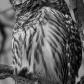 Barred owl enjoying the warmth of the sun