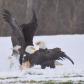 Where eagles gather