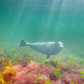 Harbor seal