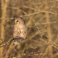 Barred Owl