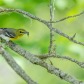 Yellow-throated Vireo collecting food