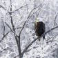 Frosted Eagle