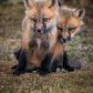 Siblings Love