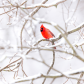 Cardinal in Snow