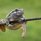 Hanging On