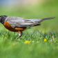 When a Robin Rejects a Worm