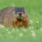 Groundhog Lunch