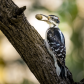 Hairy Woodpecker With Nut