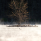 Misty morning