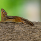 Downward Chipmunk