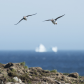 Puffin pair