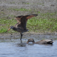 Sharing the Same Pond